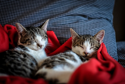 two tabby and white cats sleeping together