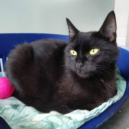 black cat in blue cat bed