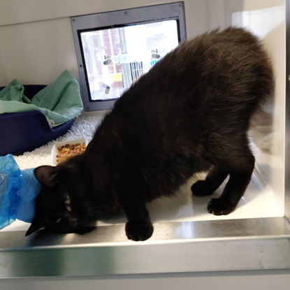 black cat rubbing her head on gloved hand in an adoption centre pen