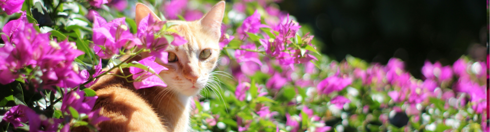 Cats Protection Oxford & District