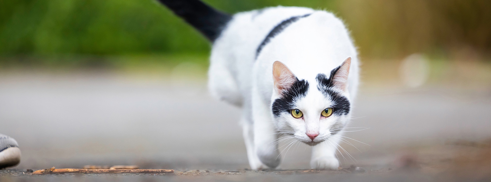 Three-legged cats