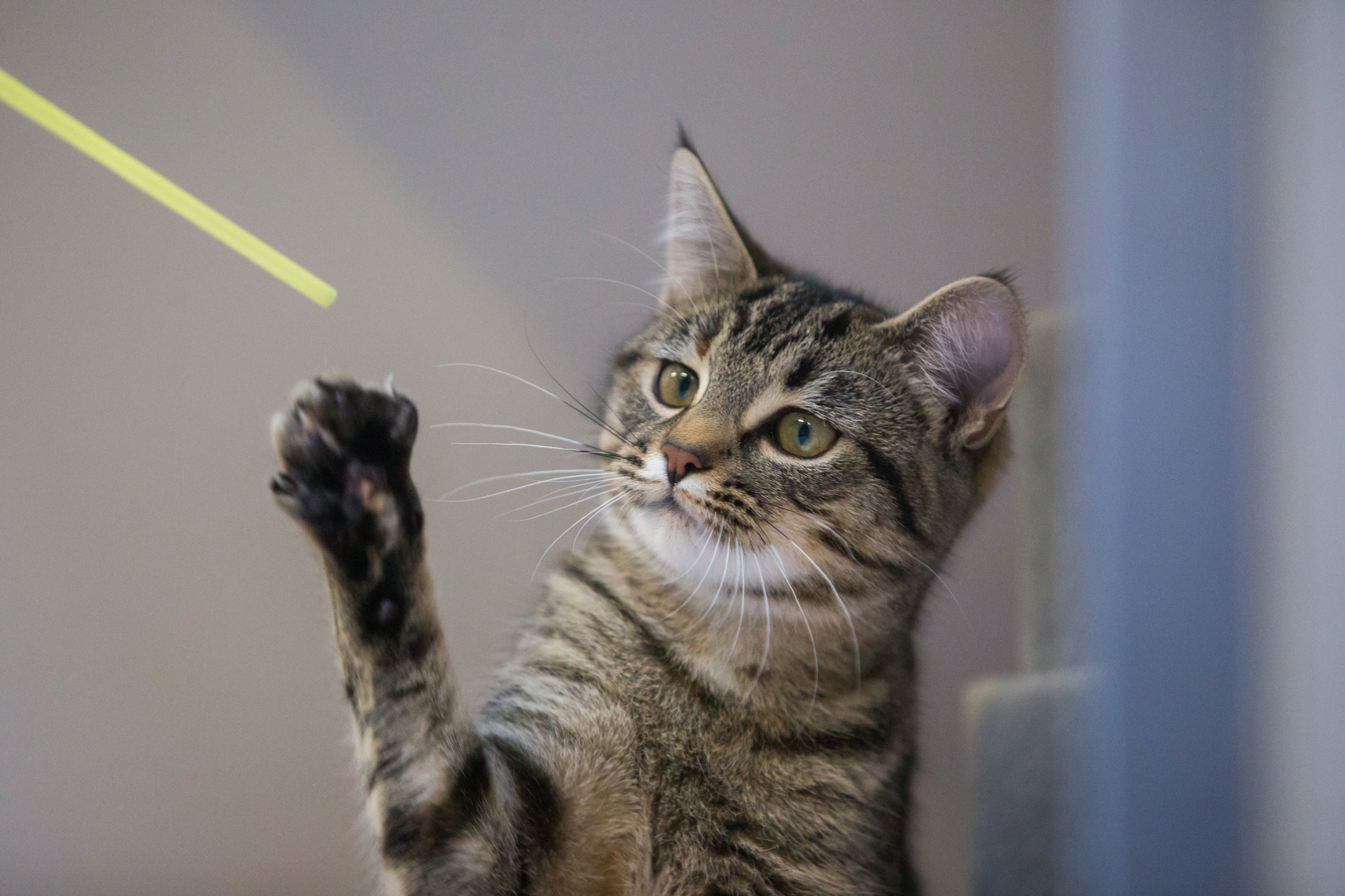 Ways to partner with Cats Protection | Corporate partnerships
