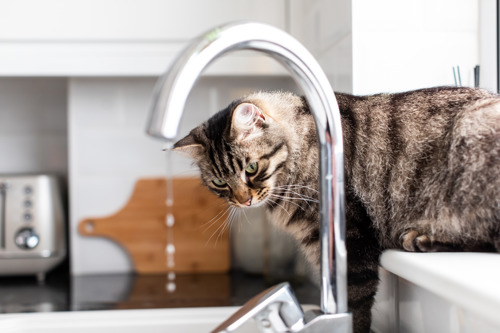 A brown tabby cat watching a running tap