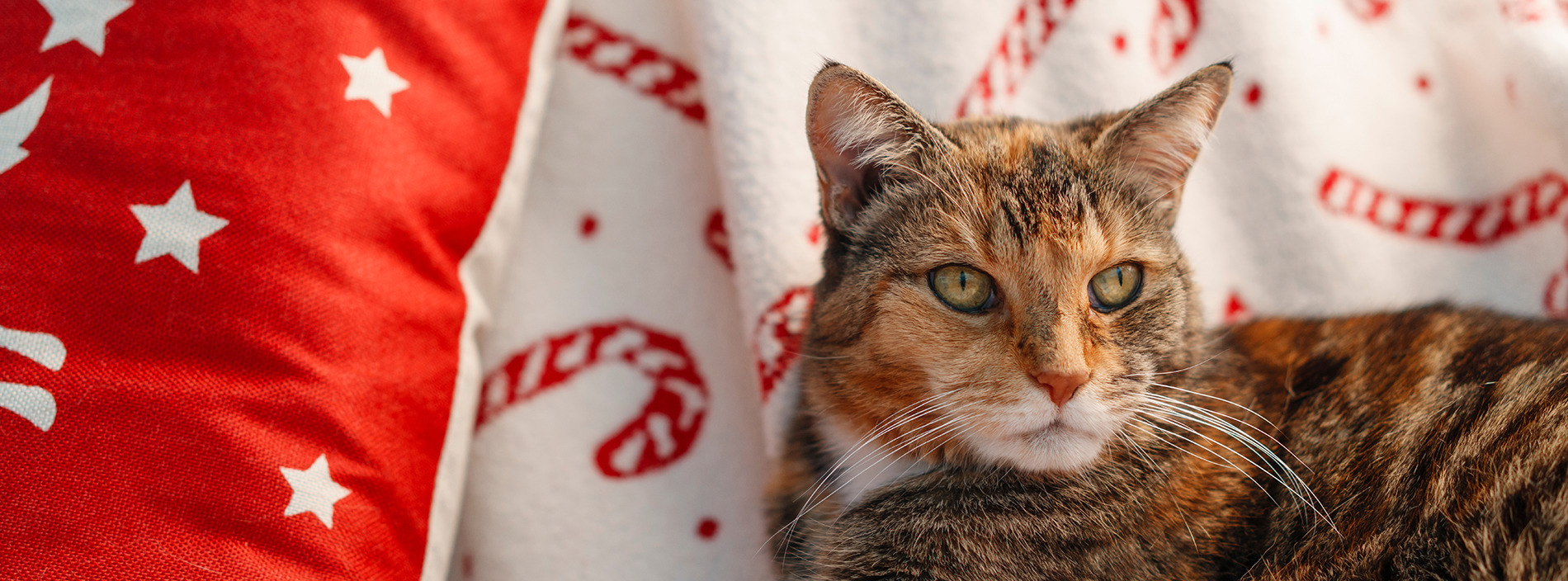 Keeping your cat safe at Christmas
