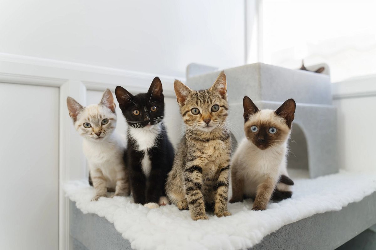 Cats Protection Sheffield & District Branch