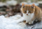 ginger-and-white kitten sat on snowy and icy ground