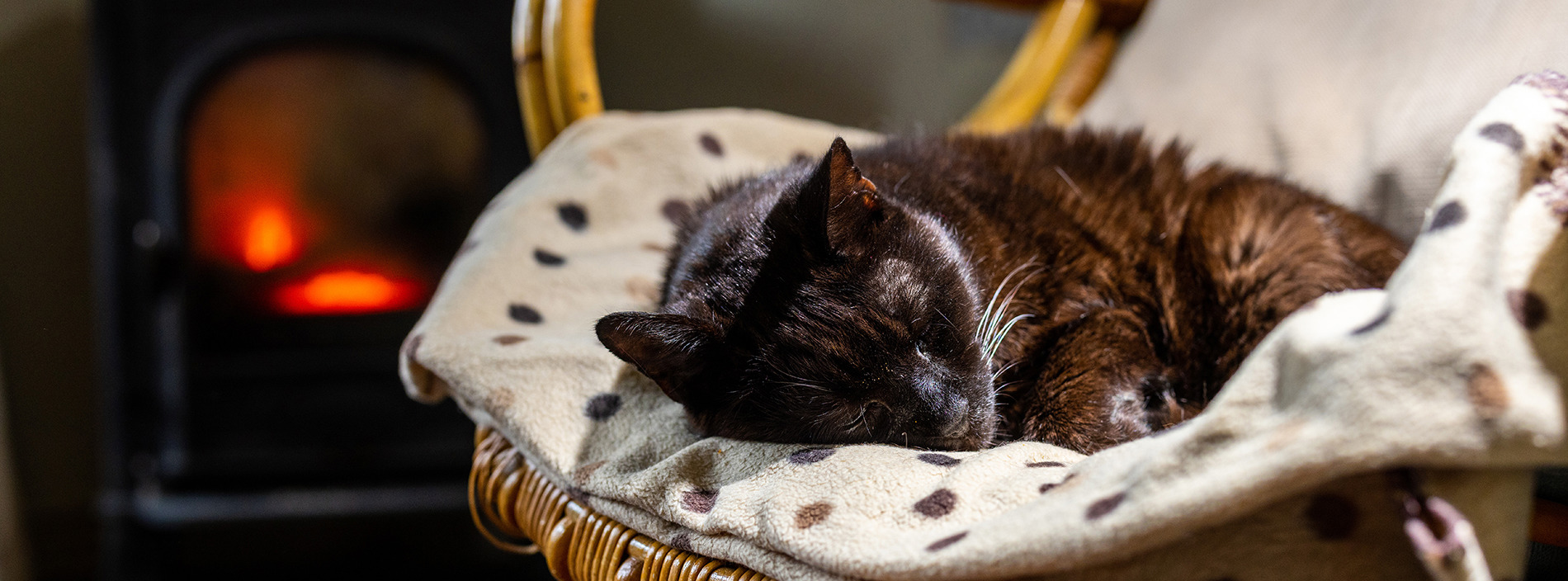 Cats and sleep