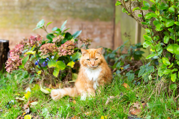 5 natural ways to stop cats pooping in your garden