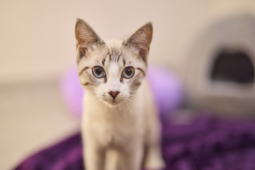 A small cream-colored kitten named Bluebell with striking blue eyes and soft tabby markings looks directly at the camera while sitting on a plush purple blanket, with a softly blurred indoor background behind her.