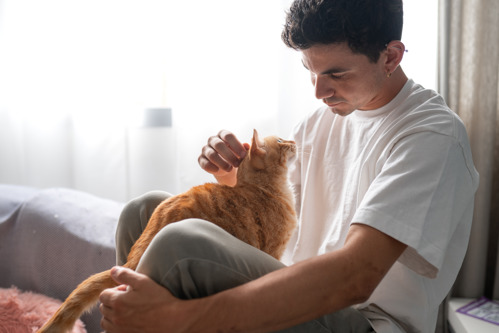 Ginger cat sitting on a man's lap being stroked