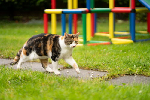 tortoiseshell-and-white cat walking along a garden path