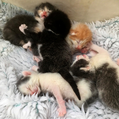 group of newborn kittens on blanket