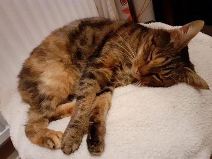 torbie cat sleeping on fleece blanket