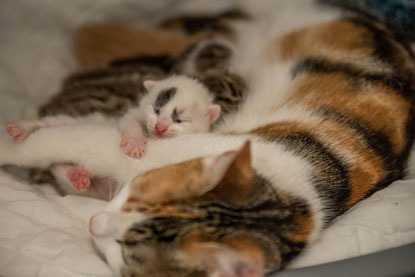 tortie mother cat and newborn kittens feeding
