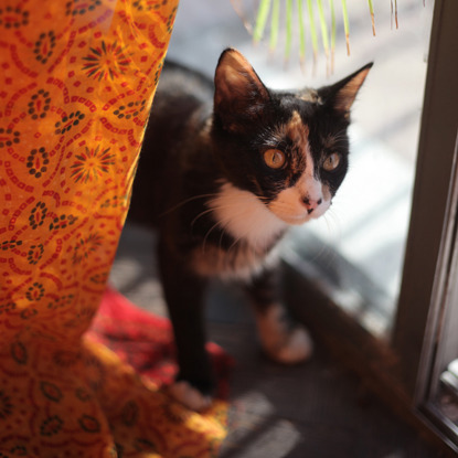 black tortoiseshell cat behind door curtain