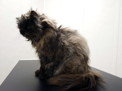 longhaired cat with matted hair