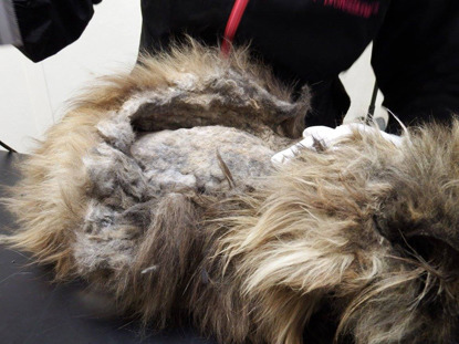 matted hair being shaved off longhaired cat