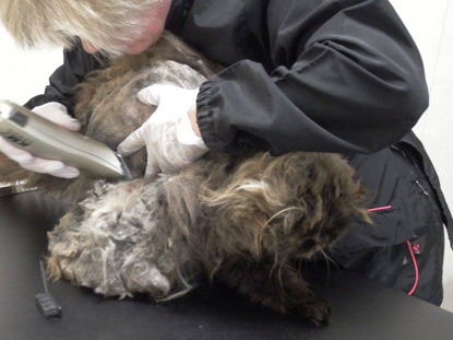 longhaired cat hair being shaved off