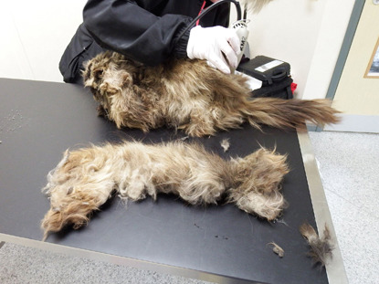 heavily matted hair trimmed from cat