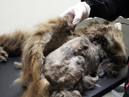 matted coat being removed from cat