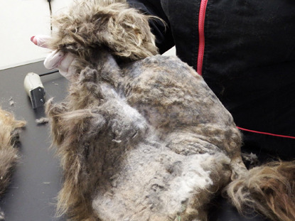 heavily matted cat fur