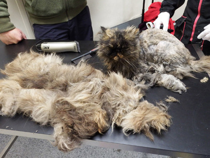 shaved cat next to lots of matted fur