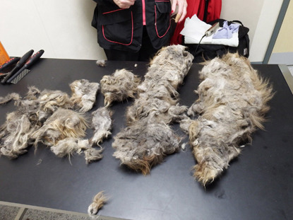 large amount of matted fur pelt removed from cat
