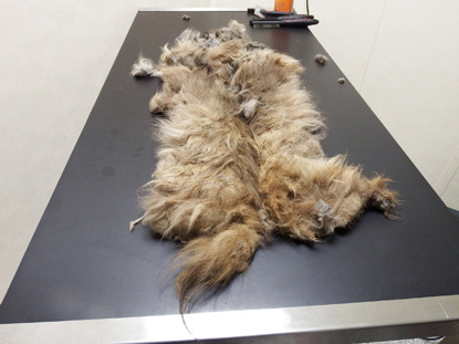 matted hair pelt removed from longhaired cat