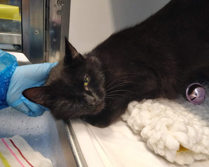 black cat enjoying ear stroke in rescue centre pen