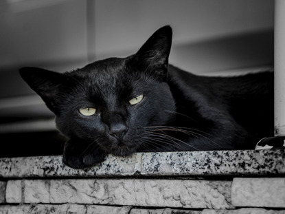 black cat lying on step