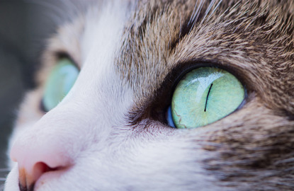 tabby cat's green eyes close up