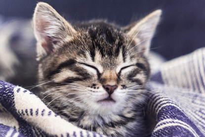 tabby kitten asleep in blue blanket
