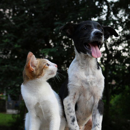 tabby and white cat looking at a black and white dog