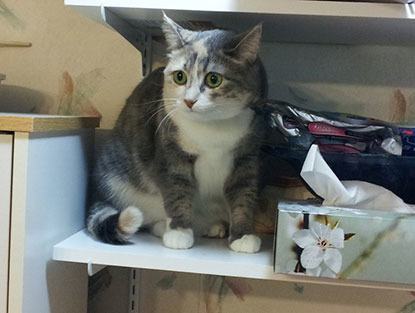 tabby and white cat sitting on shelf looking anxious