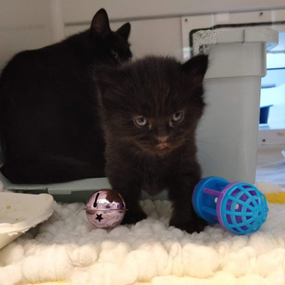 black kitten with ball toys in adoption centre pen