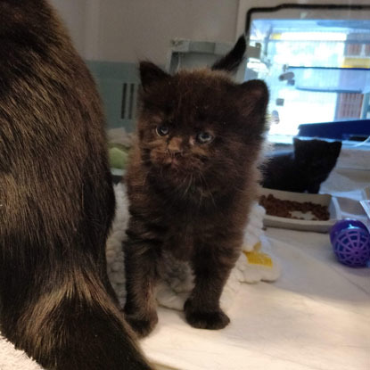 fluffy black kitten in adoption centre pen