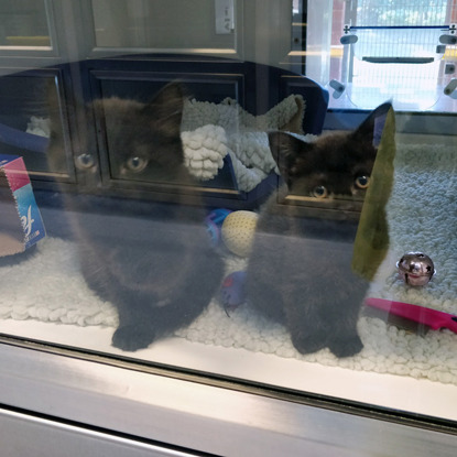 two black kittens through the glass of a rescue centre pen
