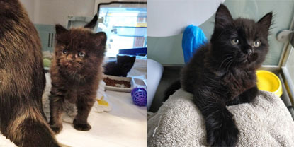 collage of tiny black kitten and older black kitten in cat pen