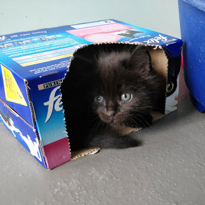 black kitten hiding in cardboard box