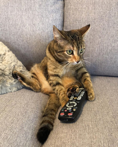 tabby cat sitting on grey sofa with TV remote control
