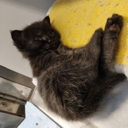black kitten laying on side in rescue shelter pen