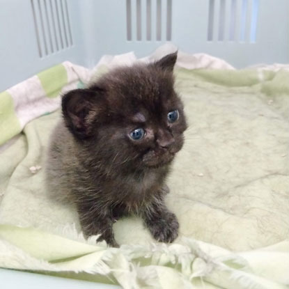 newborn black kitten in basket