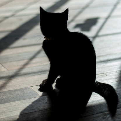 photo of a cat in silhouette