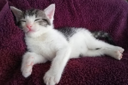 tabby and white kitten asleep on towel