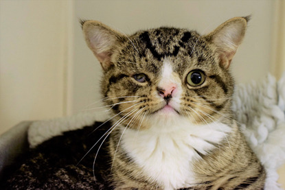 tabby and white cat with a facial deformity