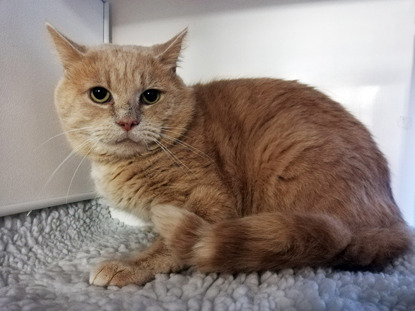 ginger cat on white blanket