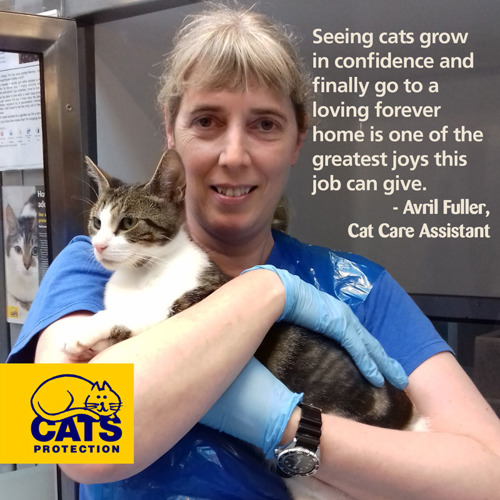 Cat Care Assistant Avril holding cat in adoption centre