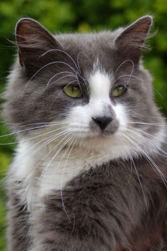 Grey-and-white cat Baby