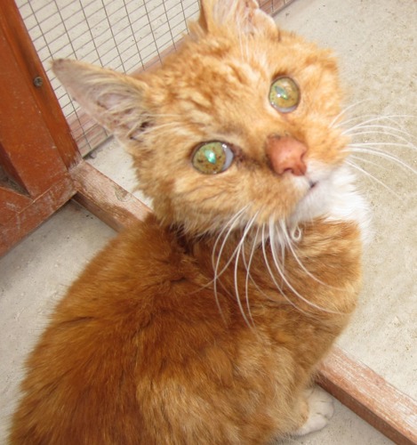 Ginger cat in outdoor cat pen