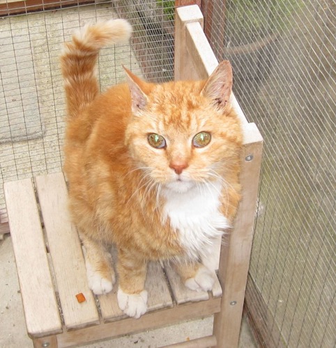 Ginger cat sitting on bench in outdoor pen